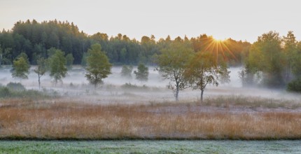 Trees in the early morning mist at sunrise, Eigenried raised bog, Zugerberg, Canton Zug,