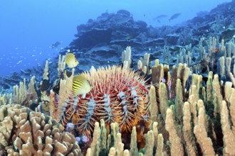 Crown-of-thorns starfish, (Acanthaster planci), pair, diagonal stripe butterflyfish, (Chaetodon