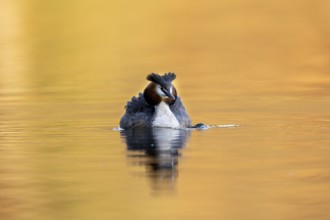 Great Crested Grebe (Podiceps Scalloped ribbonfish), Vulkaneifel, Rhineland-Palatinate, Germany,