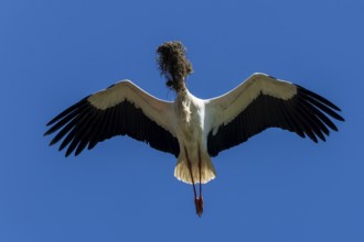 A stork flies through the blue sky with twigs in its beak, white stork (Ciconia ciconia), wildlife,