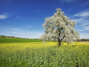 Flowering pear tree (Pyrus communis), standing in a field of flowering rape, Beinwil, Freiamt,