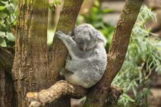 Koala (Phascolarctos cinereus) sitting on a tree, captive, distribution South Australia, Australia,
