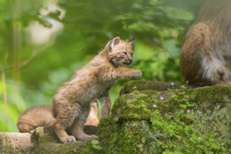 Eurasian lynx (Lynx lynx) cub (youngster) in a forest, Bavaria, Germany, Europe