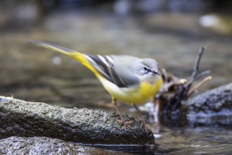 Grey wagtail (Motacilla cinerea) Germany