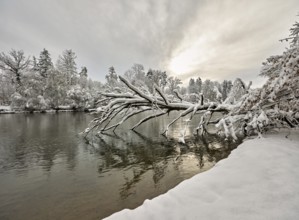 Fallen tree in the river Reuss, Birri, Freiamt, Canton Aargau, Switzerland, Europe