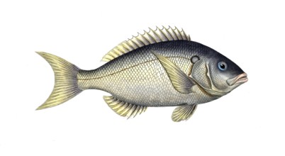 Fish, Fish, Sea bream family, Sparus tetracanthus, the four-spined, Historical, digitally restored