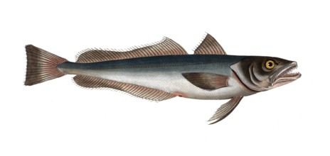 Fish, Fish, Family of cod, Gadus merluccius, the stockfish, the Hake, Historical, digitally