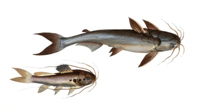 Fish, fishes, top: Genus of fish from the family of the true catfishes within the order of the