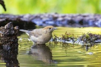 Blackcap (Sylvia atricapilla) wbl while bathing Germany
