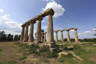 Metaponto, Metaponte, Doric hera temple, Tavole Palatine, Basilicata, Italy, Europe