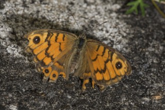 Wall brown (Lasiommata megera), flown specimen of rare butterfly on a garden wall,