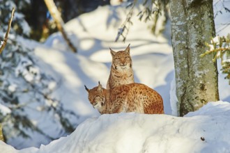 Eurasian lynx (Lynx lynx) in winter, captive, Bavarian Forest National Park, Bavaria, Germany,