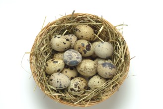 Food, quail eggs, cracked quail egg, Coturnix coturnix