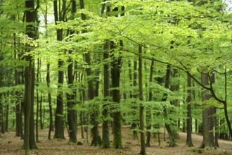 A lush forest filled with vibrant green trees, Bavaria