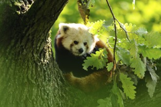 Red panda (Ailurus fulgens) on a bough, captive