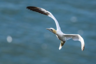 Northern Gannet, Morus bassanus, bird in flight over sea