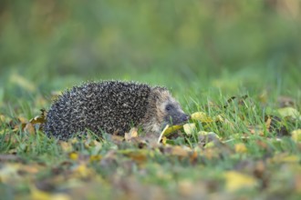 European hedgehog (Erinaceus europaeus) adult animal walking on fallen autumn leaves on a garden