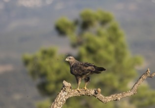 Steppe buzzard (Buteo buteo), Extremadura, Castilla La Mancha, Spain, Europe