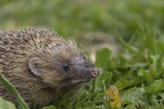 European hedgehog (Erinaceus europaeus) adult animal on a garden lawn, England, United Kingdom,
