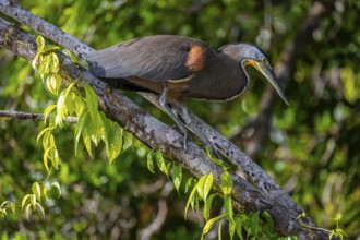 Bare-throated tiger heron (Tigrisoma mexicanum) in a tree, Tortuguero National Park, Costa Rica,