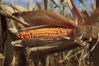 Romania, near Giurgiu in the south of the country, maize ripe for the corn corn cob harvest, Europe