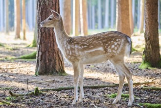European fallow deer (Dama dama) youngster in a forest, Bavaria, Germany, Europe