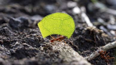 Leafcutter ants carrying leaves, ant trail, Tortuguero National Park, Costa Rica, Central America