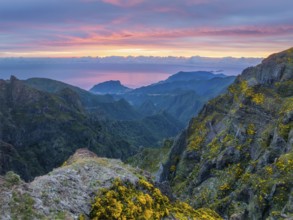 Mountains on sunrise covered in fog and clouds with blooming Cytisus shrubs. Near Pico de Arieiro,