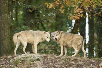 Eastern wolf (Canis lupus lycaon) standing on a little hill, Bavaria, Germany, Europe