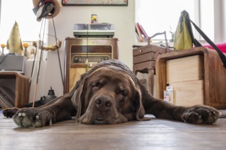 Tired dog, Labrador breed, lying flat on the floor in the living room, Baden-Württemberg, Germany,