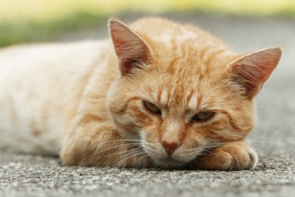 Orange felidae (Felis catus) lying on the ground with its paw propped up and looking thoughtful