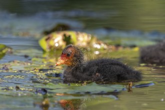 Eurasian burbot (Fulica atra) chick swimming on the water. Bas Rhin, Alsace, France, Europe