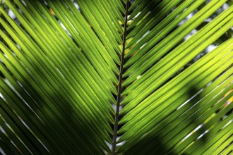 Dense vegetation, palm leaf in the jungle, Cahuita National Park, Costa Rica, Central America