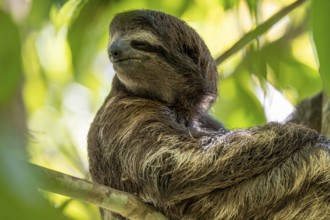 Brown-throated sloth (Bradypus variegatus) in a tree, Cahuita National Park, Costa Rica, Central