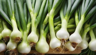 Vegetable, spring onion or spring onion, also known as winter onion, Allium fistulosum
