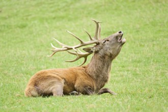 A resting deer with large antlers roaring while lying down on a grassy field, Red deer (Cervus
