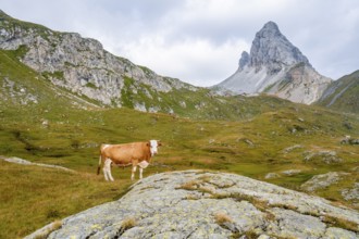 Cow on a mountain pasture, summit of the Great Kinigat, Carnic Main Ridge, Carnic High Trail,