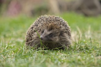 European hedgehog (Erinaceus europaeus) adult animal on a garden grass lawn, England, United