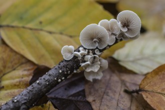 Mild dwarf knawel (Panellus mitis), Emsland, Lower Saxony, Germany, Europe