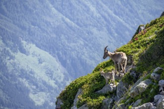 Alpine ibex (Capra ibex), mother with young with alpine roses, Aiguille Rouges, Chamonix, France,