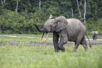 Forest elephant (Loxodonta cyclotis) in the Dzanga Bai forest clearing, Dzanga-Ndoki National Park,