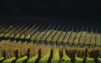 Vineyard, vines, grapevines, vine cultivation, autumn colouring, autumn, graphic, Strümpfelbach,
