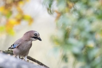 A jay (Garrulus glandarius) sitting on a branch surrounded by blurred green and yellow foliage,