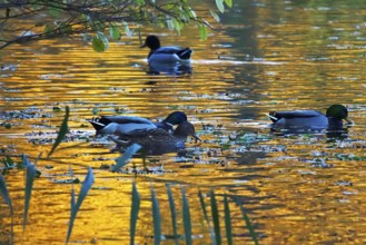 Ducks on a lake in autumn, Germany, Europe