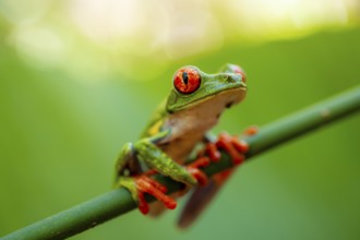 Red-eyed tree frog (Agalychnis callidryas), sitting on a stem, Heredia province, Costa Rica,
