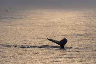 Fluke, diving humpback whale (Megaptera novaeangliae), Barents Sea, Northeast Iceland, Svalbard and
