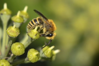 Ivy bee (Colletes hederae) adult insect feeding on an ivy plant flowers in the summer, England,