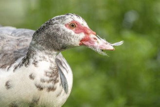 A duck with a red beak is eating a feather. The duck is white and grey. Bas Rhin, Alsace, France,