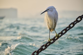 Great egret (Ardea alba) sitting on a chain in Venice on a foggy morning in winter, Italy, Europe