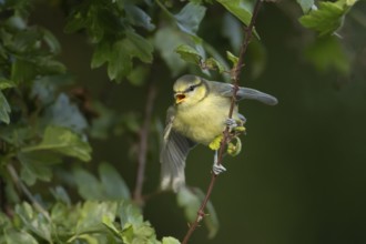 Blue tit (Cyanistes Caeruleus) juvenile bird calling in a hedgerow, England, United Kingdom, Europe